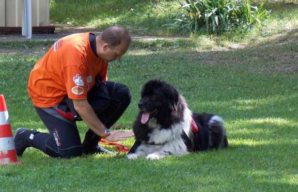 Corsi psicologia canina di base (Educatore cinofilo)