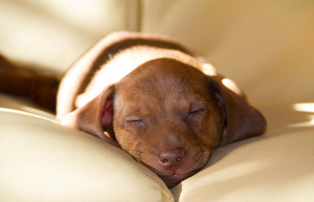 Pensione per cani, gatti, conigli, cavie, tartarughe ecc.